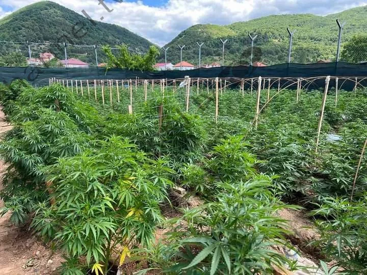 La fábrica, con licencia de cannabis medicinal, fue atrapada con drogas, dentro de 5 albaneses