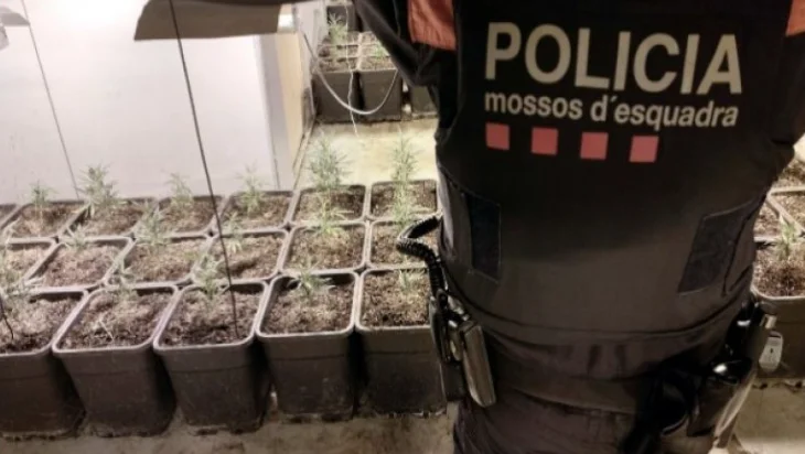 Albaniens Cannabis-Anbauband zerstört in Spanien, 14 verhaftet