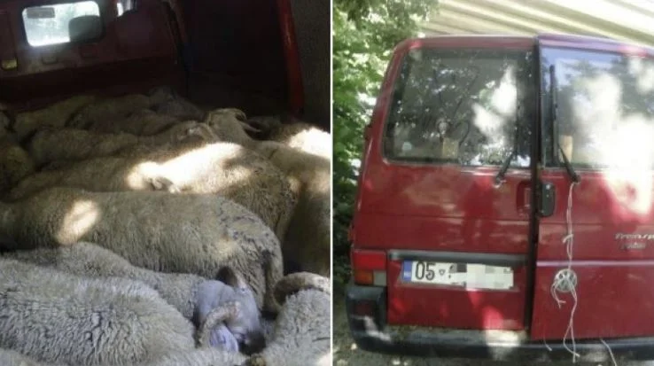 Shortly before Bajram, police ban smuggling 24 rams to Kacanik