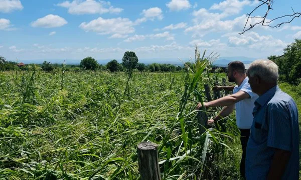 Last night's hail caused damage to Decan, Agriculture Director Has a Request for Ministry