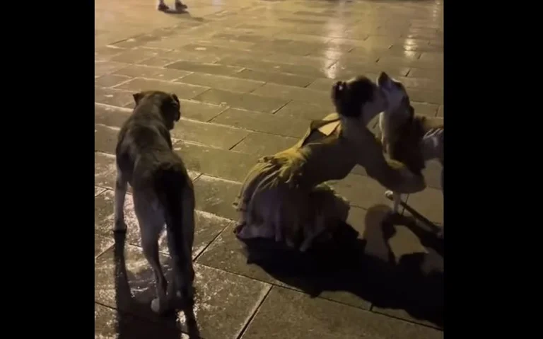 Les citoyens américains jouent avec des chiens errants à Pristina, mais ne devraient pas perdre la réponse du chasm