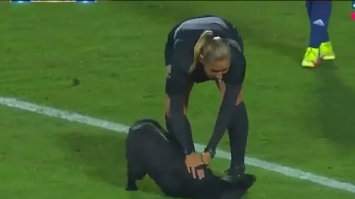 The lazy dog goes into the field and interrupts the game, asks for hugs