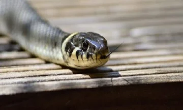 Che ne dici se il serpente ti morde?