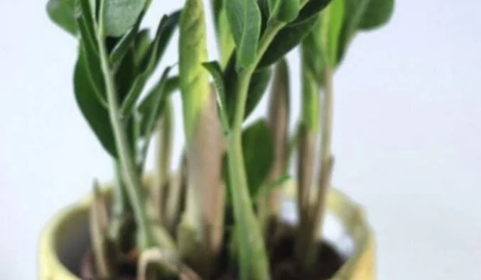 Debes tenerlo en casa, esta es la planta que te trae dinero y mucha suerte.