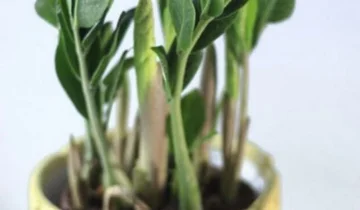 Debes tenerlo en casa, esta es la planta que te trae dinero y mucha suerte.