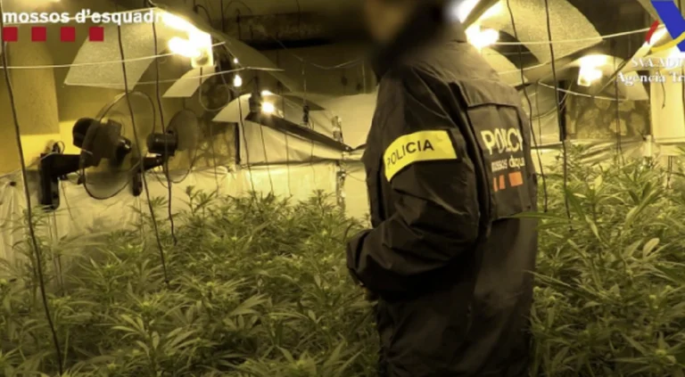 Des dizaines de plantations de cannabis se développent en Espagne, détruit par l'organisation albanaise