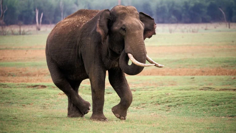 Elephant kills his wife in India and returns to a funeral to be trampled on