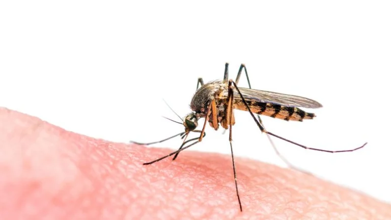 These are natural drugs that keep mosquitoes away