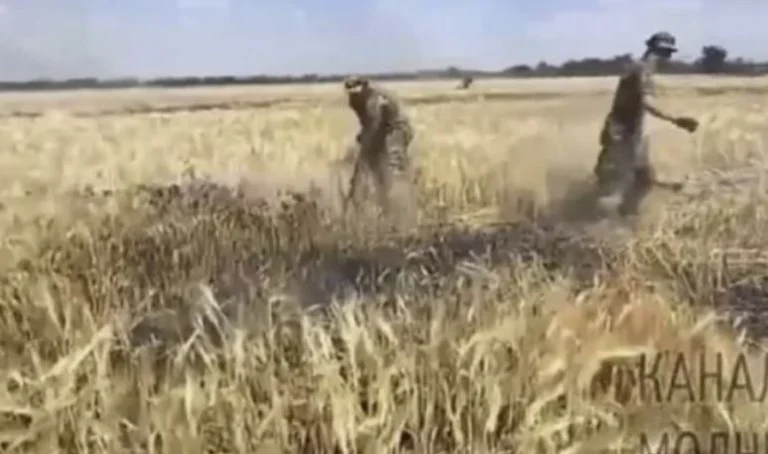 La ansiedad por la crisis alimentaria, los rusos queman campos de trigo en Ucrania