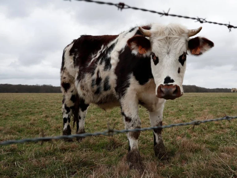 La vache est arrêtée après avoir tué un enfant de 12 ans.
