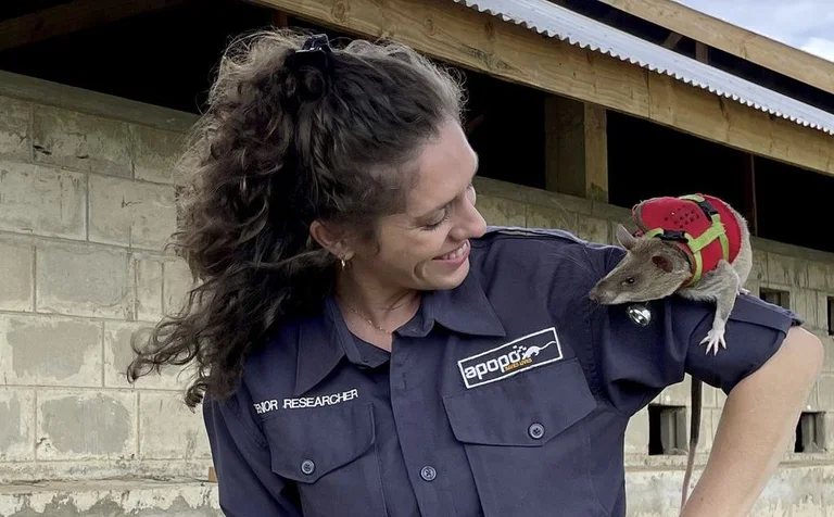 Des souris formées pour sauver les survivants du tremblement de terre