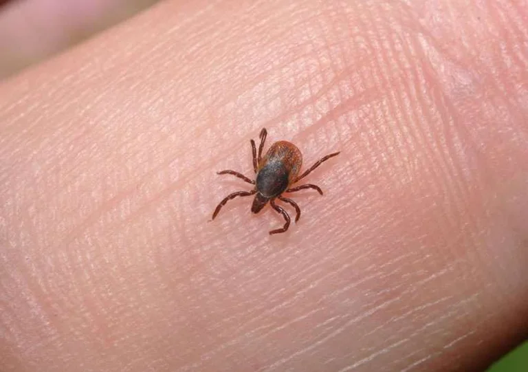 Il n'y a pas de cas infectés par la fièvre hémorragique à Malisheva