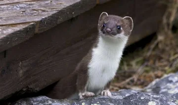 El animal que causa daños a hasta 40 millones de francos cada año en Suiza, por eso