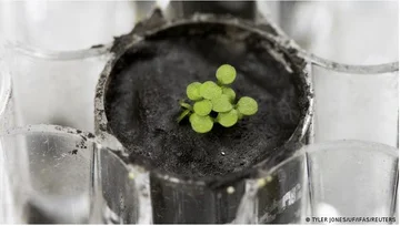 Seguro de alimentos espaciales: cultivar ensaladas de luna