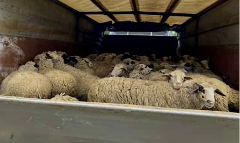 Police prevent smuggling of 100 sheep heads
