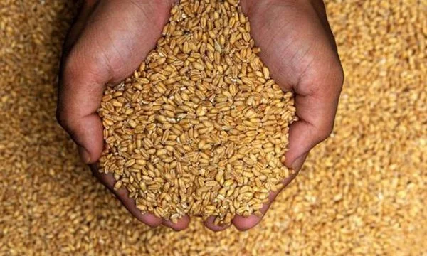 L'Égypte en pourparlers avec l'Inde sur l'exclusion de l'interdiction des exportations de céréales