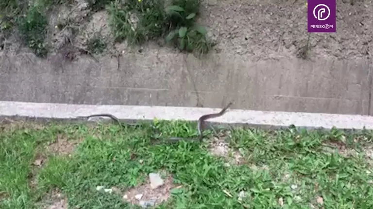 Le serpent le plus venimeux d'Europe dans Dromia Park, l'AMMK propose une annonce