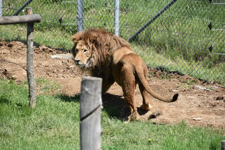 Jean de Gjilan: Un lion gardé dans une cage est libéré pour un goût du soleil