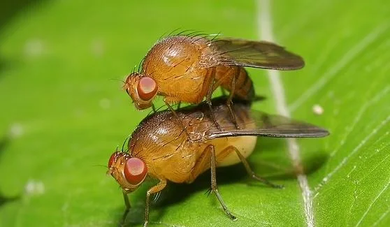 Anders als Menschen: Flies haben Sex auch wenn sie krank sind