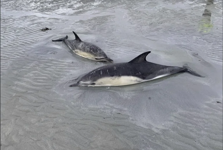 Il numero di delfini morti sul Mar Nero aumenta: Gli scienziati credono che venga dalla guerra in Ucraina