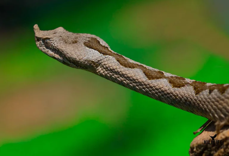 I don't think you've ever seen it, photographed in Pristina the most poisonous snake in Europe.