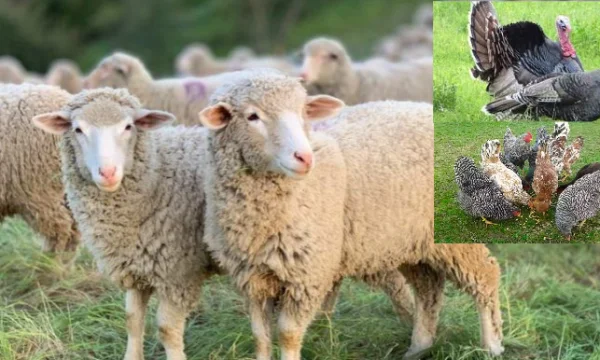 Peja: 1 year in prison and 900 euros fine after acknowledging he stole three sheep, two quirks and 10 chickens