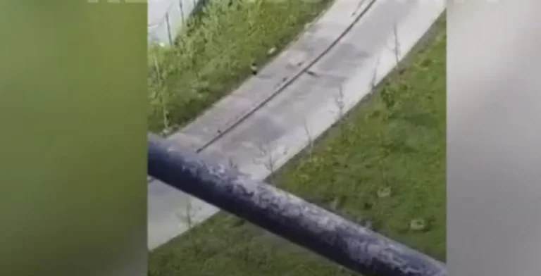 Terrible: Vue du moment les chiens chassent deux personnes à Pristina