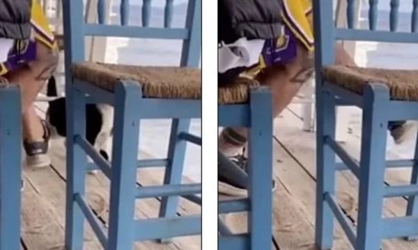 The man is in danger of being sentenced to 10 years in prison and 50,000 euros after throwing the cat into the sea