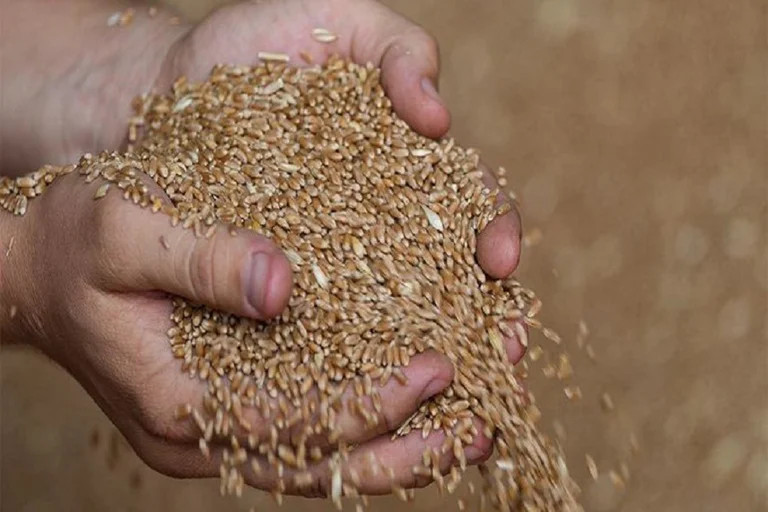 UN official: Millones de toneladas de grano han sido bloqueadas en los puertos de Ucrania