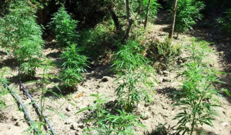 England: Four young Albanians arrested, <x0pronares] of the largest cannabis farm