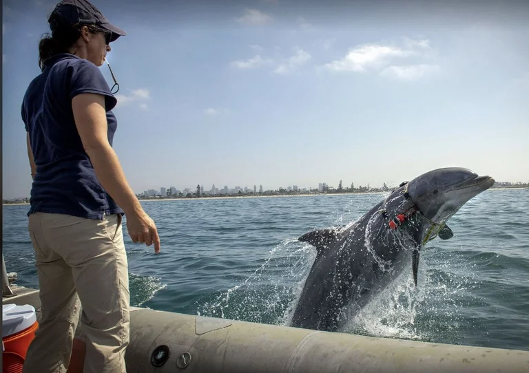 Russia defends military dolphins against underwater attacks