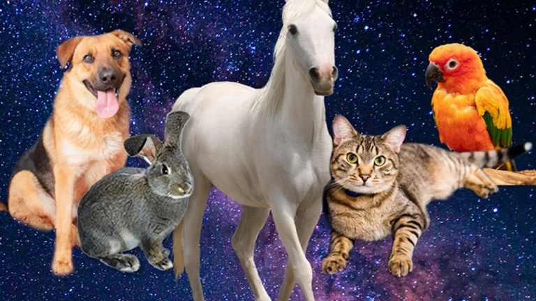 Se stai cercando un animale domestico, sceglilo secondo il segno dell'oroscopo
