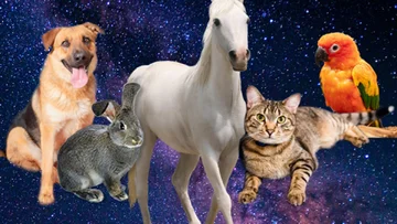 If you're looking for a pet, choose it according to the sign of the horoscope