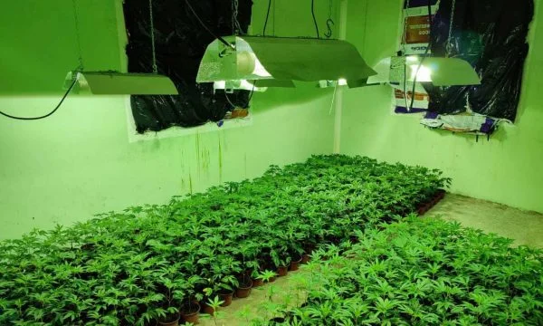 Polizei zerstören Marihuana Labor in Zvecan, verhaften vier Serben