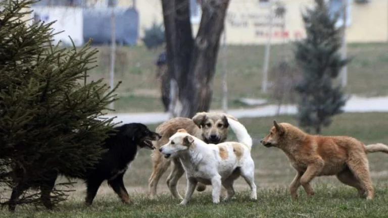 Another attack by stray dogs, student: I went to college, went to the hospital