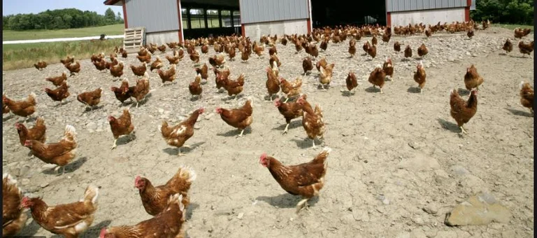 Aucun cas de grippe aviaire au Kosovo