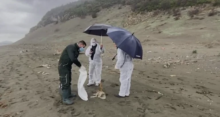 The situation is alarmingly dead of chickens in St.gjin, expert: Only 4 chickens we found