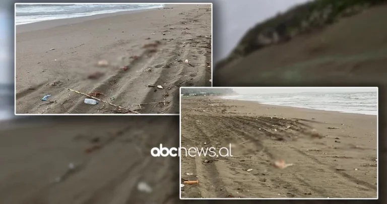 Stergin Coast “est rempli” par des poulets morts