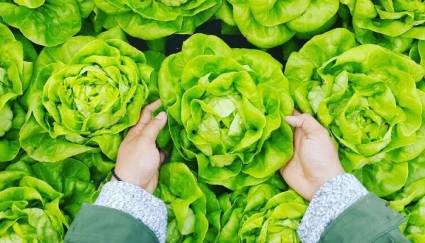 You may be eating each day and unaware of the importance: Marul