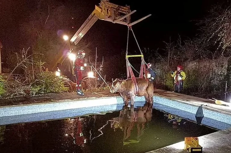 400 pounds [600 kg] of kau falls into the pool, saved by firemen