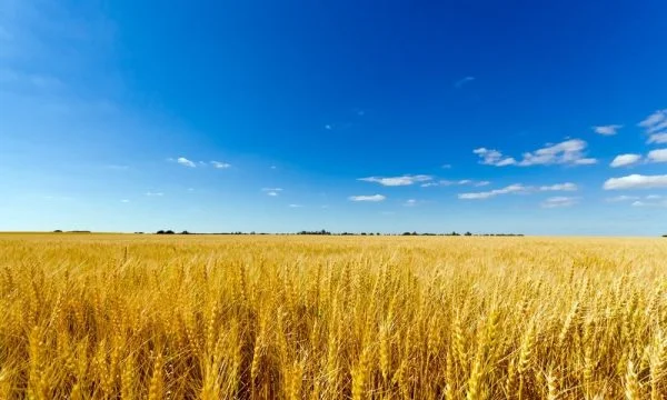 ONU: Ucrania pasa de la cesta a la colección de pan