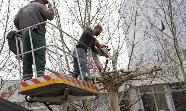 Tree bust in the square, Pristina municipality stands out with a clarification