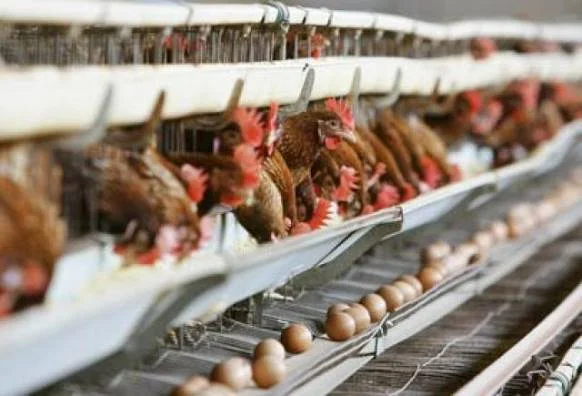 Alert in Durres, 500 thousand chickens die, suspected of bird flu