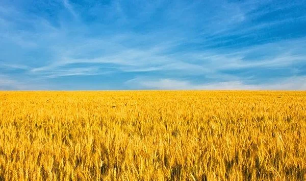Ukraine's Secret Service: How is Russia preparing to leave Ukraine and the world without bread