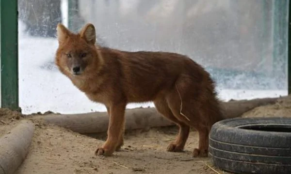 Russian bombings kill two workers feeding zoo animals at Kharkiv