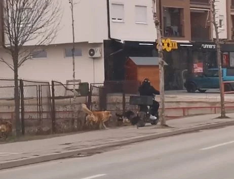 perros vagabundos arriesgan la vida del ciudadano en Lipjan Video)