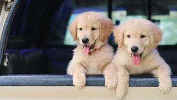 5 Why We Need a Dog in Life