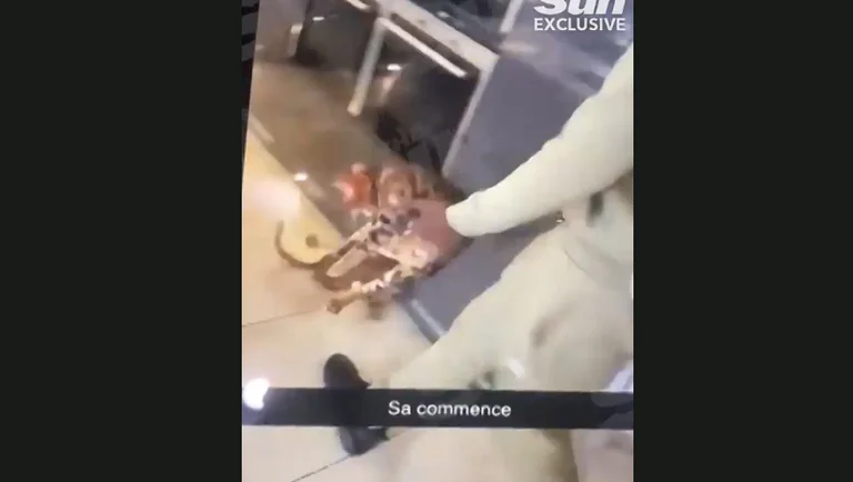 Zouma mund të dënohet me burg pasi dhunoi macën e tij