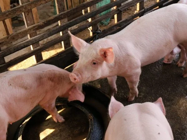 Rritja e derrave për transplantim të zemrës, ndër planet e para për gjermanët
