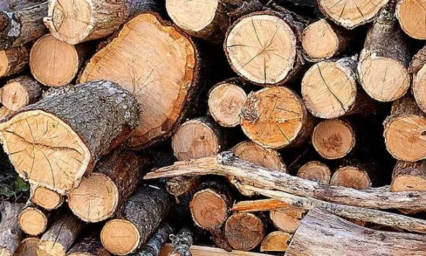 Shkatërrimi i pyjeve dukuri shqetësuese, rreth 2 mijë metra kub dru u konfiskuan në vitin 2021